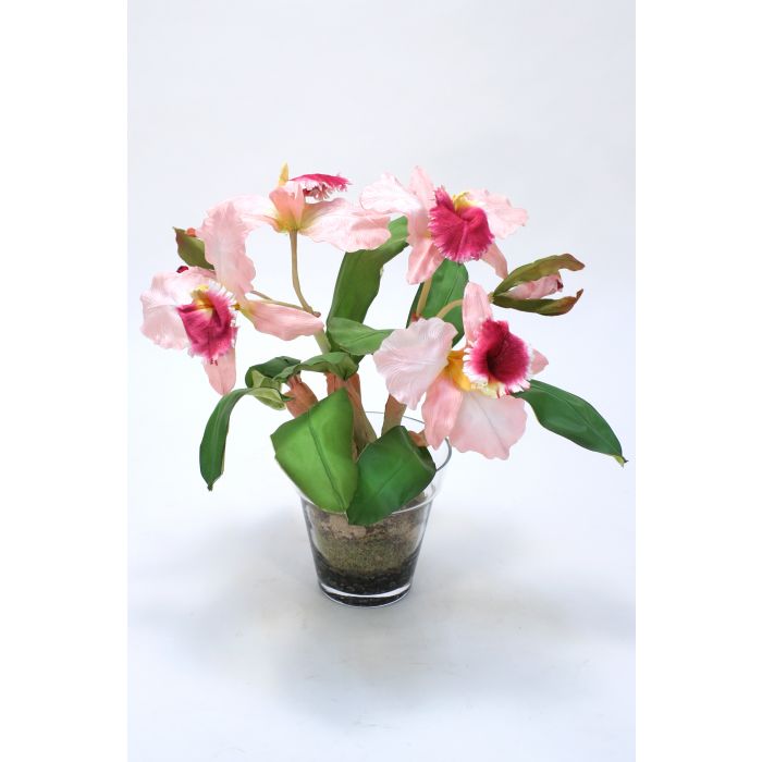 Waterlook® Sonia Cattleya Orchid Plant in Glass Flower Pot Vase