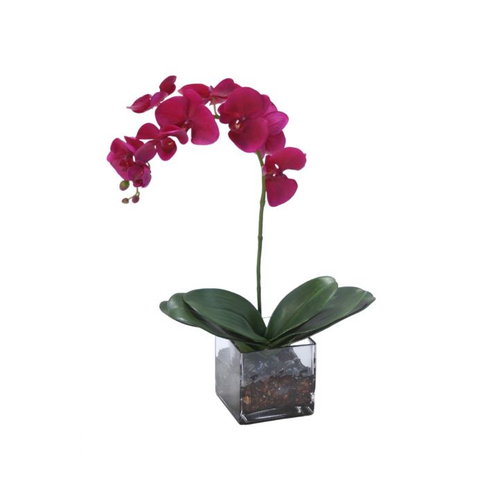 Violet Phalaenopsis Orchid x 1 with Orchid Plant in Glass Square Cube -  Distinctive Designs