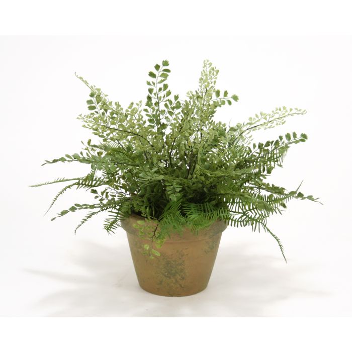 Maiden Hair and Asparagus Fern in Mossy Green Terra Cotta Pot - Distinctive  Designs