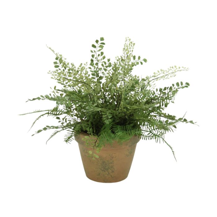 Asparagus Fern: Keeping it Green Since 1988 – Gardening Nirvana