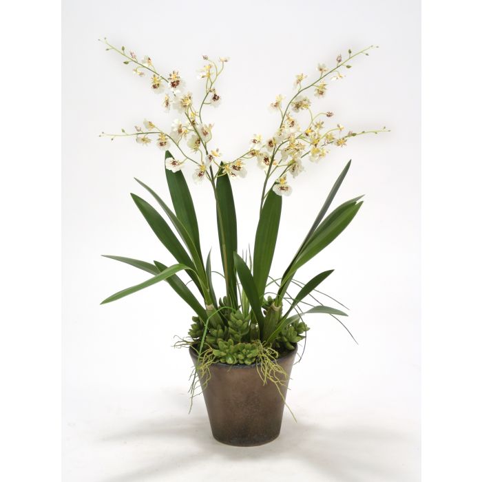 White Oncidium Orchids With Grass And Succulents In A Bronze Orchid Pot Distinctive Designs