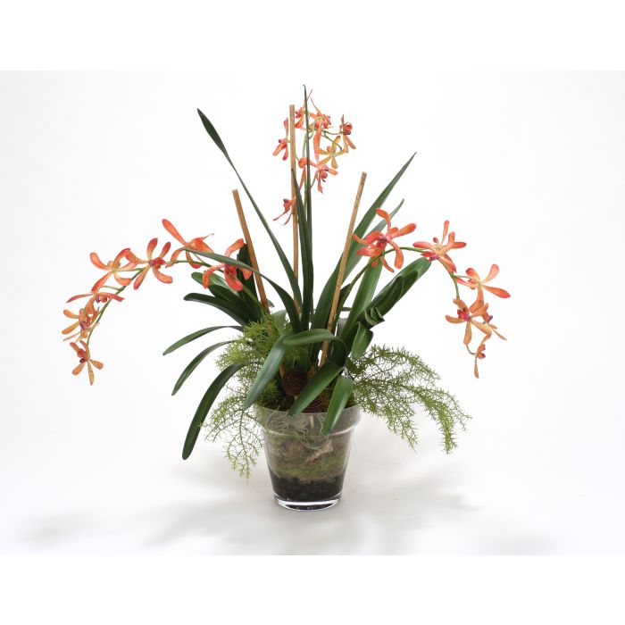 Orange Vanda Orchid with Orchid Foliage in Glass Flower Pot - Distinctive  Designs