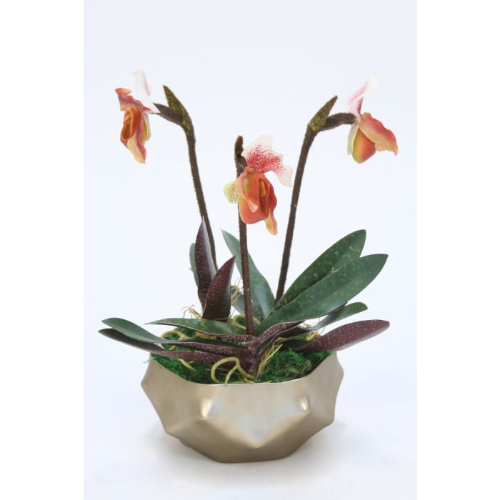 Lady Slipper Orchids In Ceramic Pot Distinctive Designs