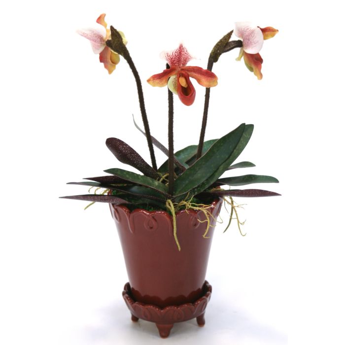 Lady Slipper Orchids In Oxford Ceramic Pot With Saucer Distinctive Designs