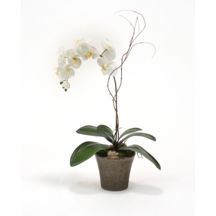 Cream White Phalaenopsis Orchid Plant In Bronze Orchid Pot Sold In Multiples Of 2 Distinctive Designs