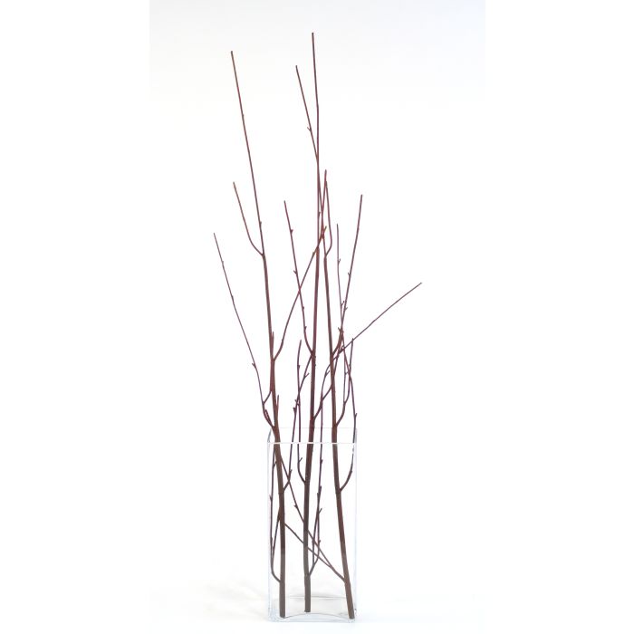 Buy Wholesale Curly Willow Branch in Bulk - FiftyFlowers