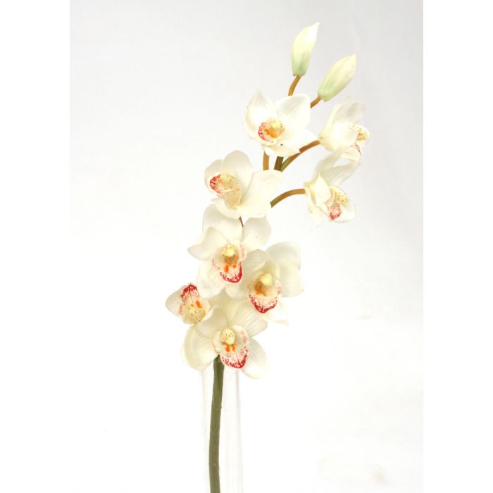 Cymbidium Orchid Stem X 1 31 White Distinctive Designs,When Are Figs In Season