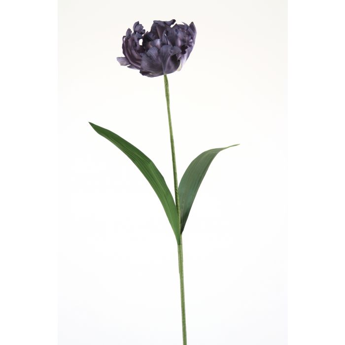 Parrot Tulip in Navy Blue (Sold in Multiples of 12) Distinctive Designs