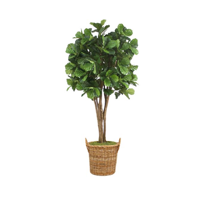 8' Fiddle Leaf Fig Tree in Round Basket with Handles Distinctive Designs