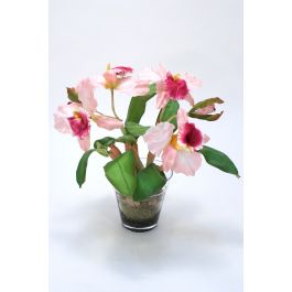 Waterlook Sonia Cattleya Orchid Plant In Glass Flower Pot Vase Distinctive Designs